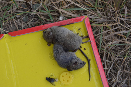 田鼠的消毒被捕鼠器捕获图片