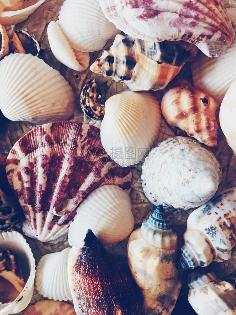 贝壳作为夏季沿海背景自图片