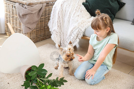可爱的小女孩责骂狗因为地毯上掉图片