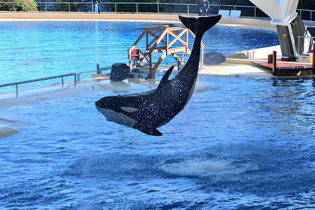虎鲸orcinusorca在鲸鱼表演中跳出水面的肖像图片