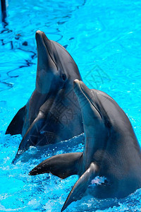 两只海豚在海豚表演中表演图片