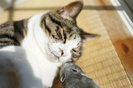 日本的猫和老鼠玩具图片