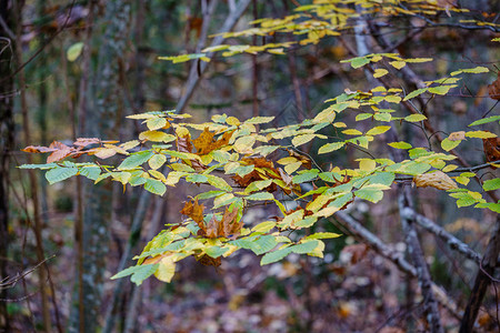 树丛枝上叶子上的橙色秋季树叶自图片