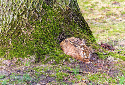 可爱的兔子坐在树上躲在树根里图片