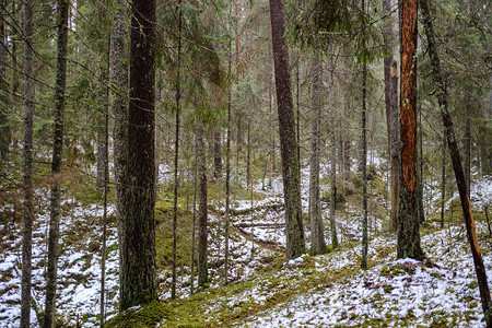 冬天覆盖松树和采树的深林图片