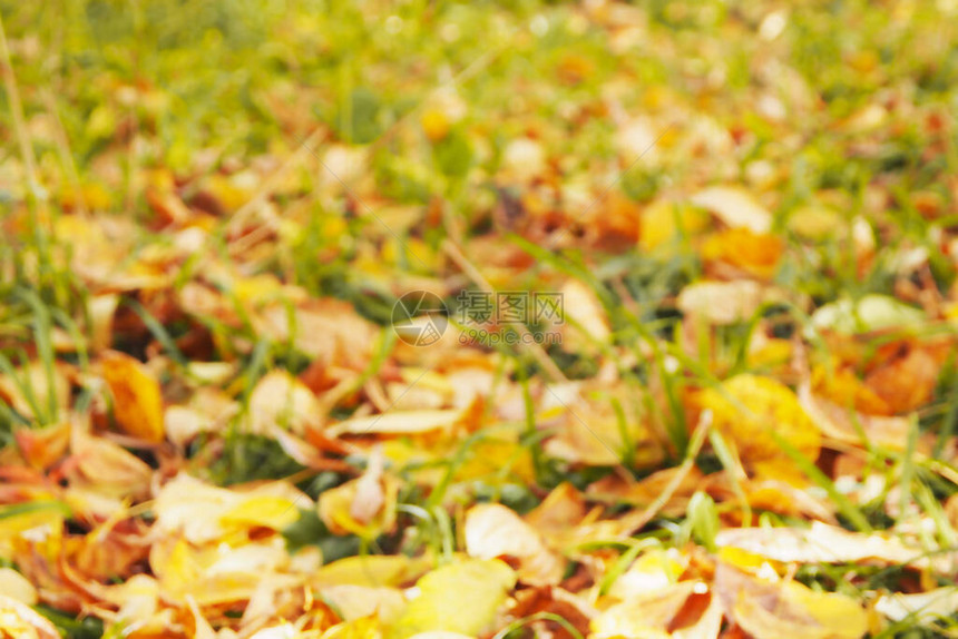 秋天底色模糊的黄树叶落在绿草图片