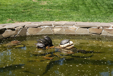 动物园里的乌龟动物图片