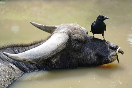 水牛和乌鸦图片
