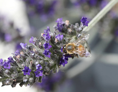 大蜜蜂吮吸一朵薰衣草花图片