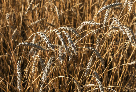 成熟小麦的图片