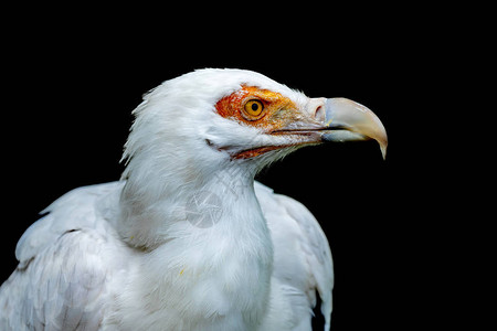 非洲白秃鹫橙色眼睛黑背景图片