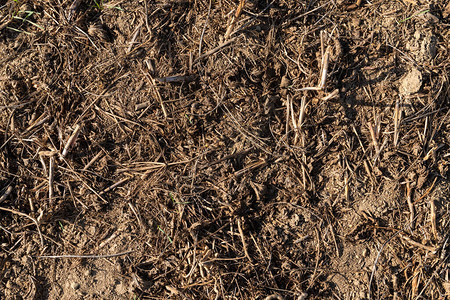 以小麦大麦和燕麦为根的农业土壤收成季图片