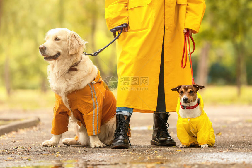 有趣的狗和穿雨衣在户图片