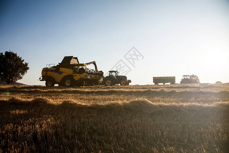 日落时收获小麦农场并装载拖拉机拖车储存图片