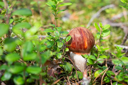 可食用的蘑菇LeccinumAurantiacum在森林里图片