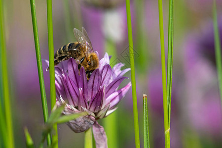 蜜蜂从韭菜花中采集花蜜图片