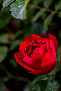 盛开的玫瑰摄于长春图片