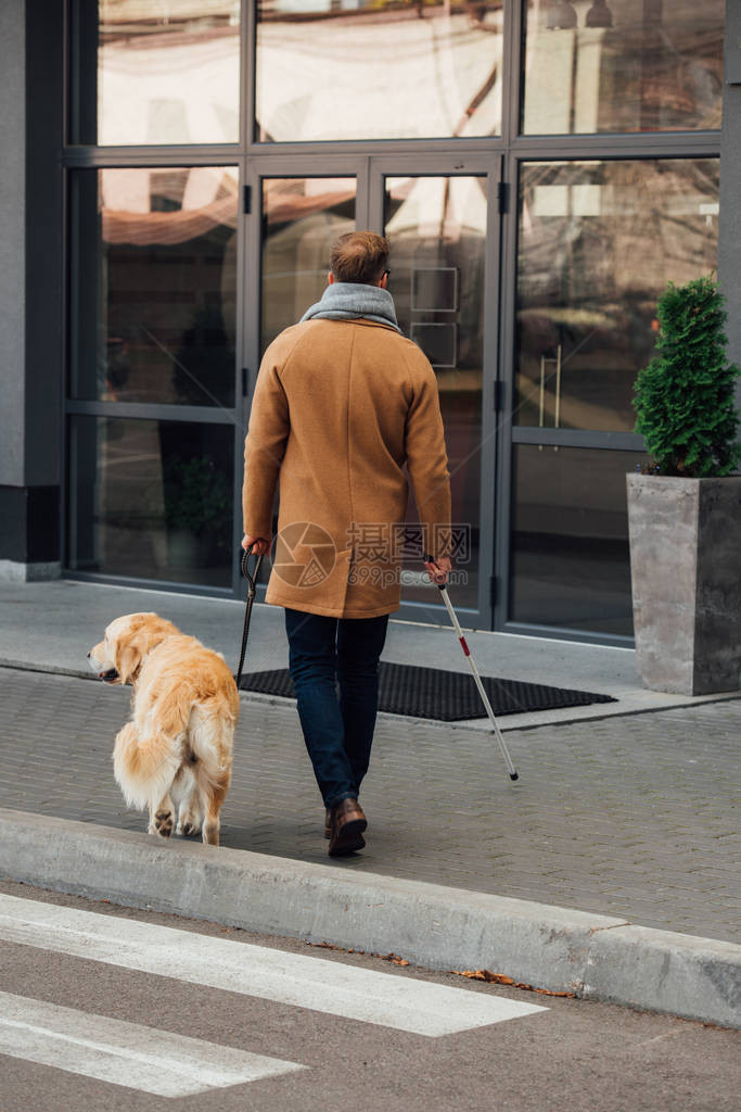 在街上行走的手杖和导盲狗背图片
