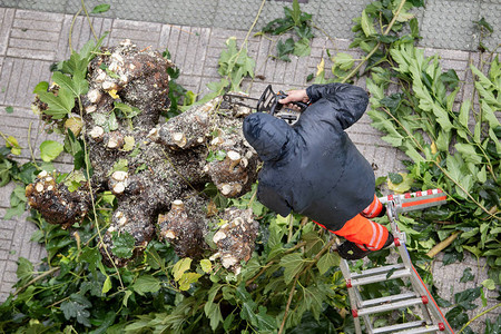 工人爬到城市人行道上修剪树枝的梯子上户外下雨天图片