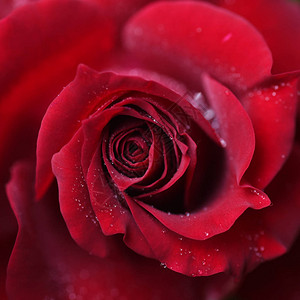玫瑰花瓣细嫩的近景图片