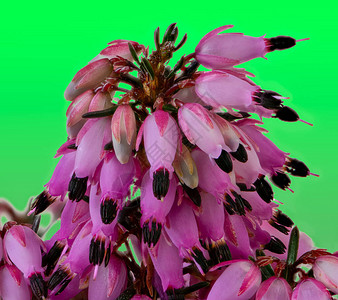 冬季开花采暖植物Ericacarm高清图片