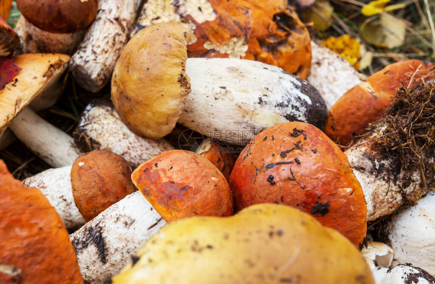 秋季新鲜的黄色蘑菇图片