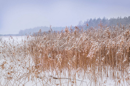 冬天被雪覆盖的芦苇田图片