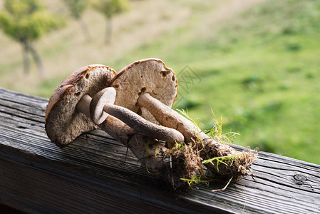 棕帽花肉是夏季食用蘑菇天然森林食物在乌克兰喀尔图片