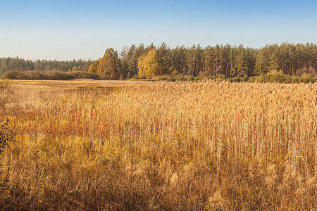秋天在乌克兰波图片