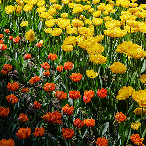 春天鲜艳的五彩郁金香图片