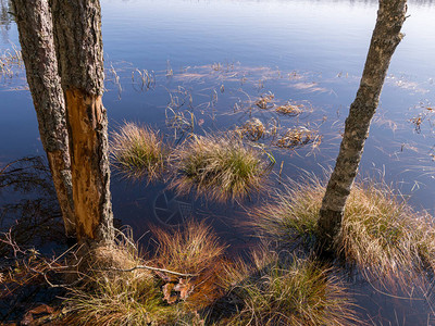 沼泽景观树干在水中春天湖水泛滥图片