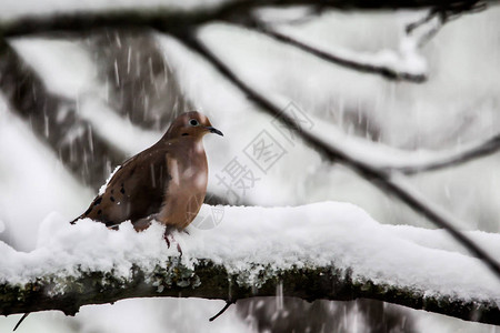 冬季暴风雪期间树上的斑鸠图片