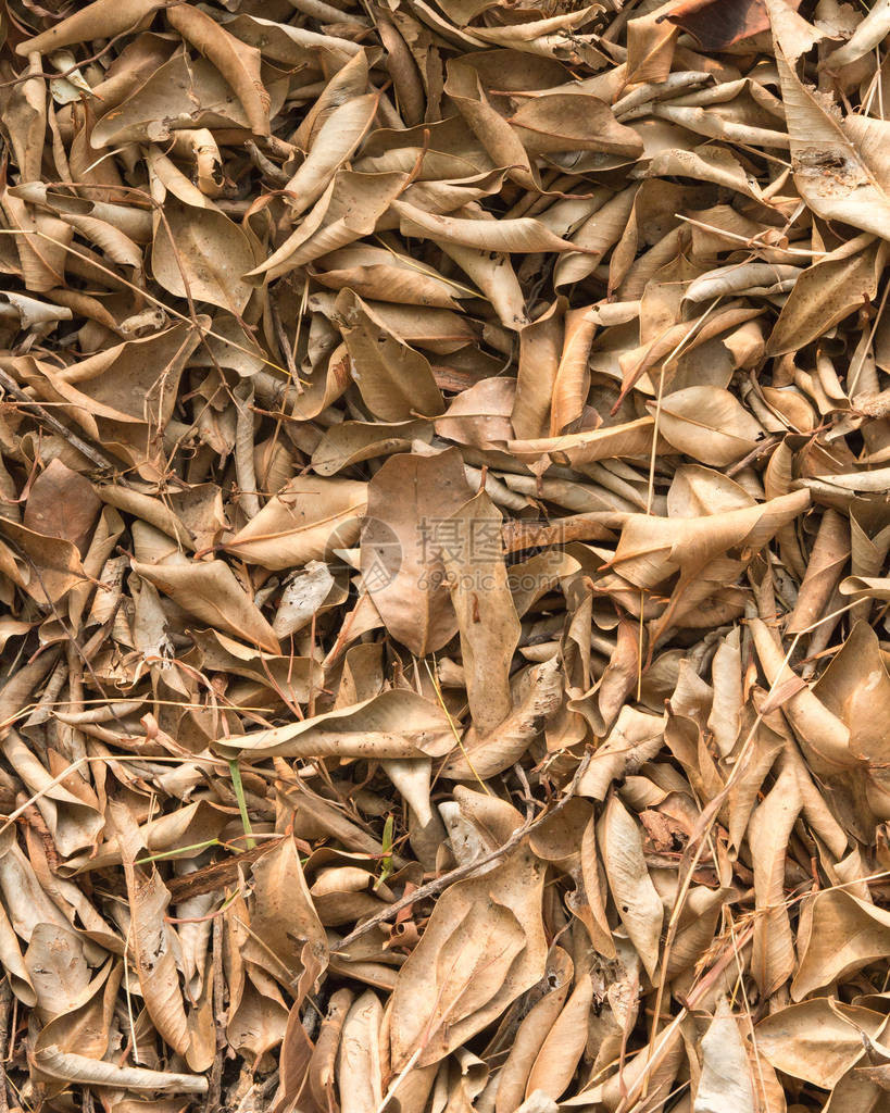 棕色的落叶躺在地上图片