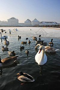 天鹅和鸭子在冬河边休息图片