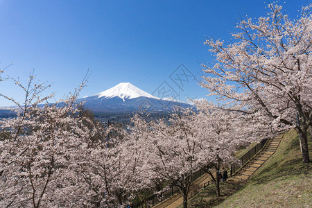 富士山前成排的樱花树图片