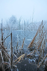 近距离观察被霜覆盖的植物图片