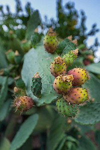 色彩多的PricklyPearsIndian图片