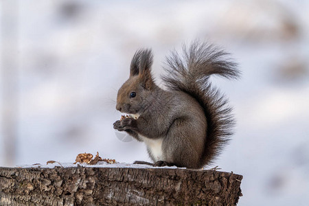 冬天森林里的一只松鼠图片