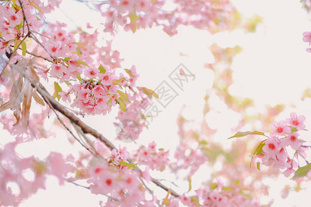 盛开的粉色樱花花枝图片