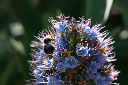 玛吉拉花朵的光芒与模糊的大黄蜂飞背景图片