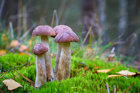 秋天在森林中生长的树苗蘑菇Leccinumsc图片
