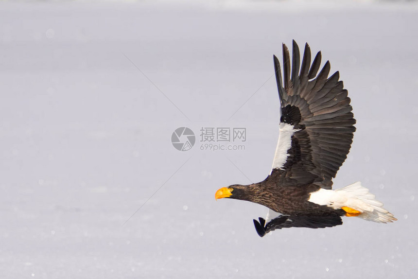 冬季北海道的虎头海鹰图片