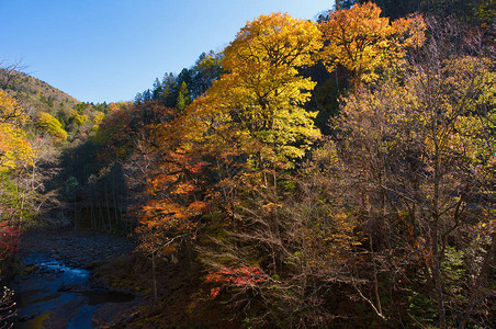 秋天北海道的tomuraushi图片