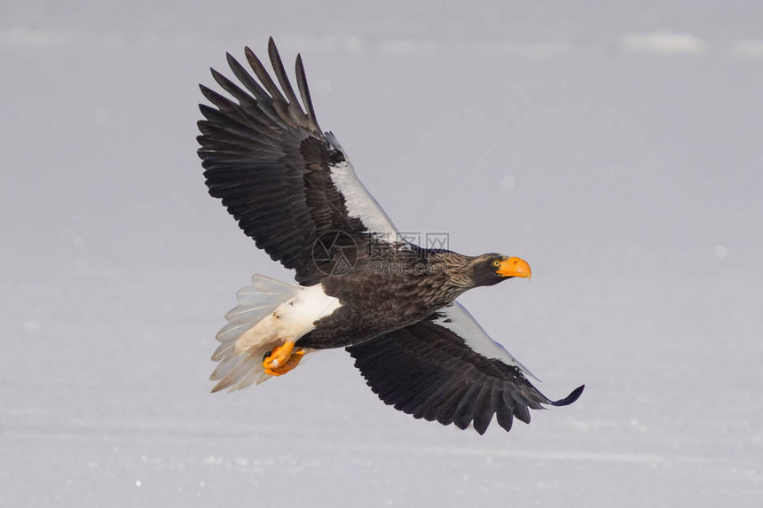 冬季北海道的虎头海鹰图片