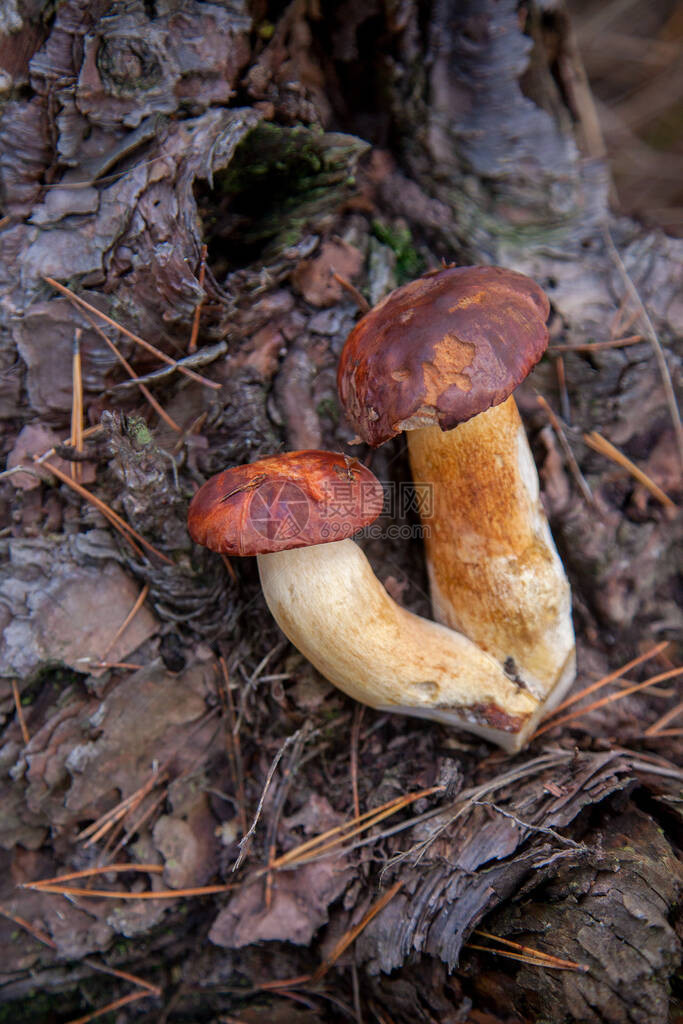 食用和花生的真菌有银色深褐色或栗子色帽图片