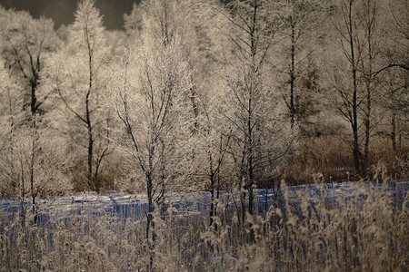 冬季霜冻覆盖的森林图片
