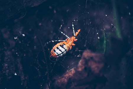 一只被蜘蛛网捕捉的甲虫展示了生与死之间的平衡和谐背景图片