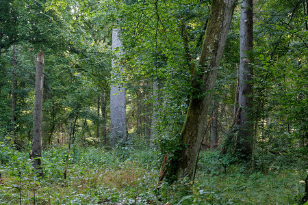 波兰欧洲比亚洛维耶萨森林图片