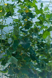 青黄瓜生长在灌木丛中自制黄瓜图片