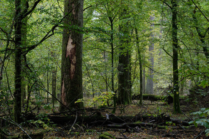波兰欧洲比亚洛维耶扎森林附近带角束的秋天然退化林图片